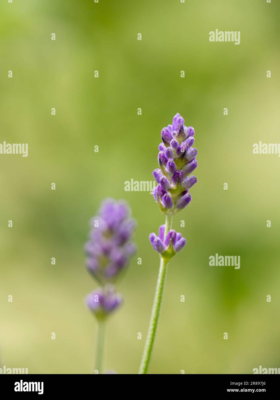 Deux fleurs de lavande sur un fond de feuillage vert doux de foyer Banque D'Images