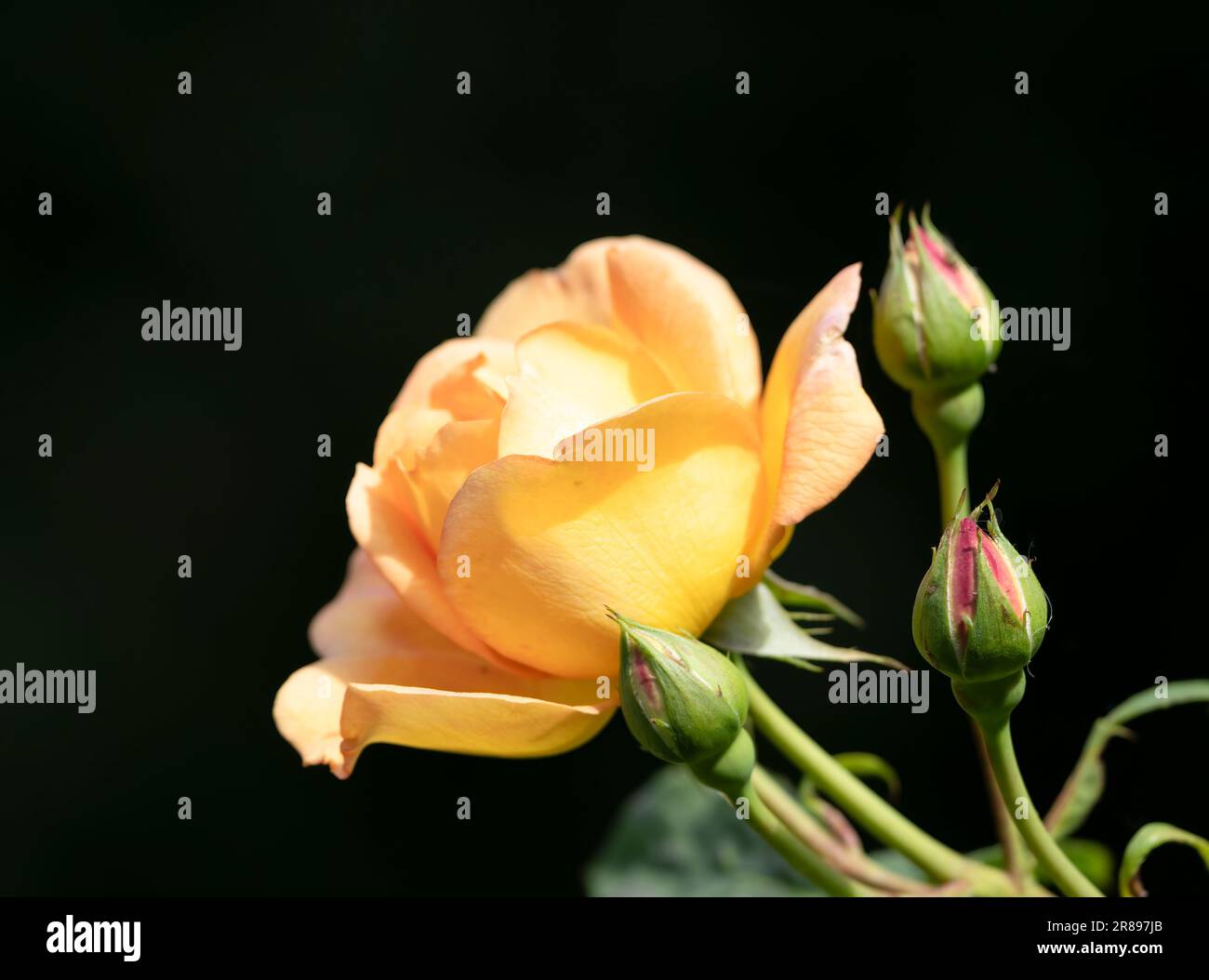 Une vue latérale d'une belle fleur de rose orange avec des boutons de rose adjacents Banque D'Images
