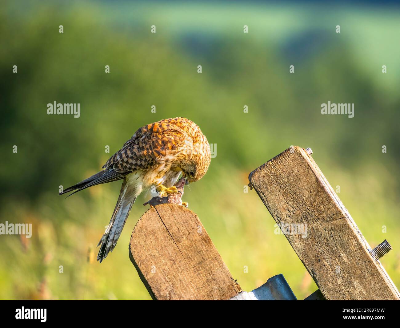 Une femelle Kestrel, (Falco tinnunculus), perchée sur un ancien poste de  porte et mangeant une souris de champ qu'elle vient de prendre Photo Stock  - Alamy