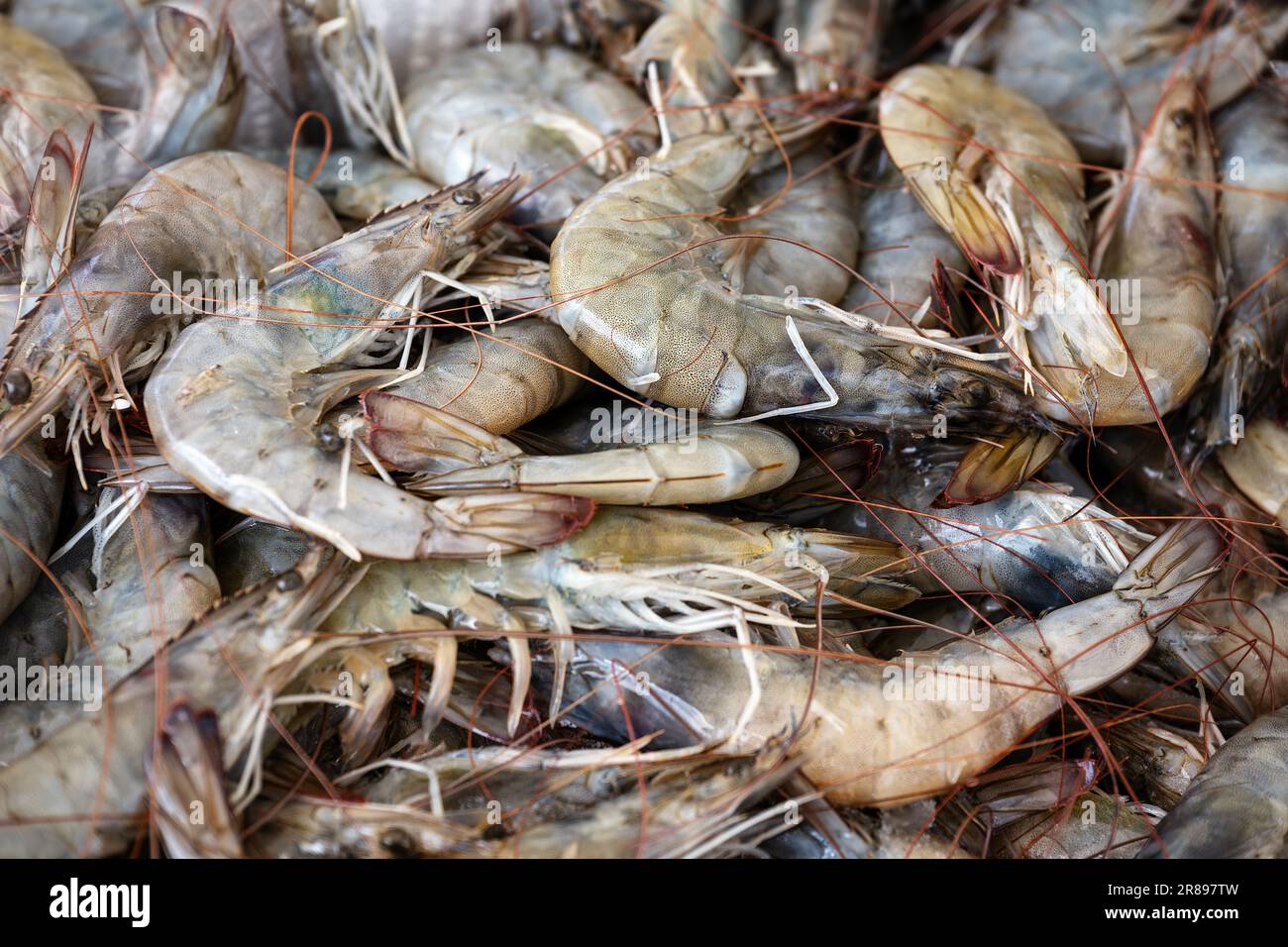 Tas de crevettes crues de la mer méditerranée à vendre à un marché grec de poissons sur la stalle d'un pêcheur, plein cadre arrière-plan, copier l'espace, sélectionner Banque D'Images