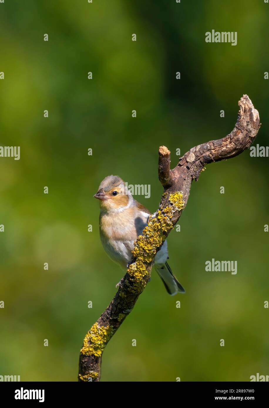 Une femme Chaffinch, (Fringilla coelebs), perchée sur une ancienne branche d'arbre Banque D'Images