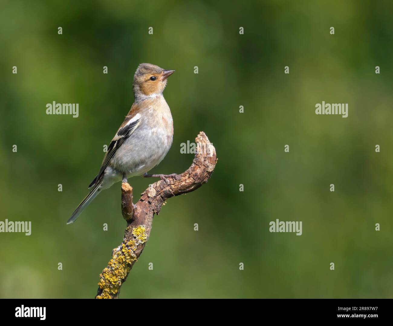 Une femme Chaffinch, (Fringilla coelebs), perchée sur une ancienne branche d'arbre Banque D'Images