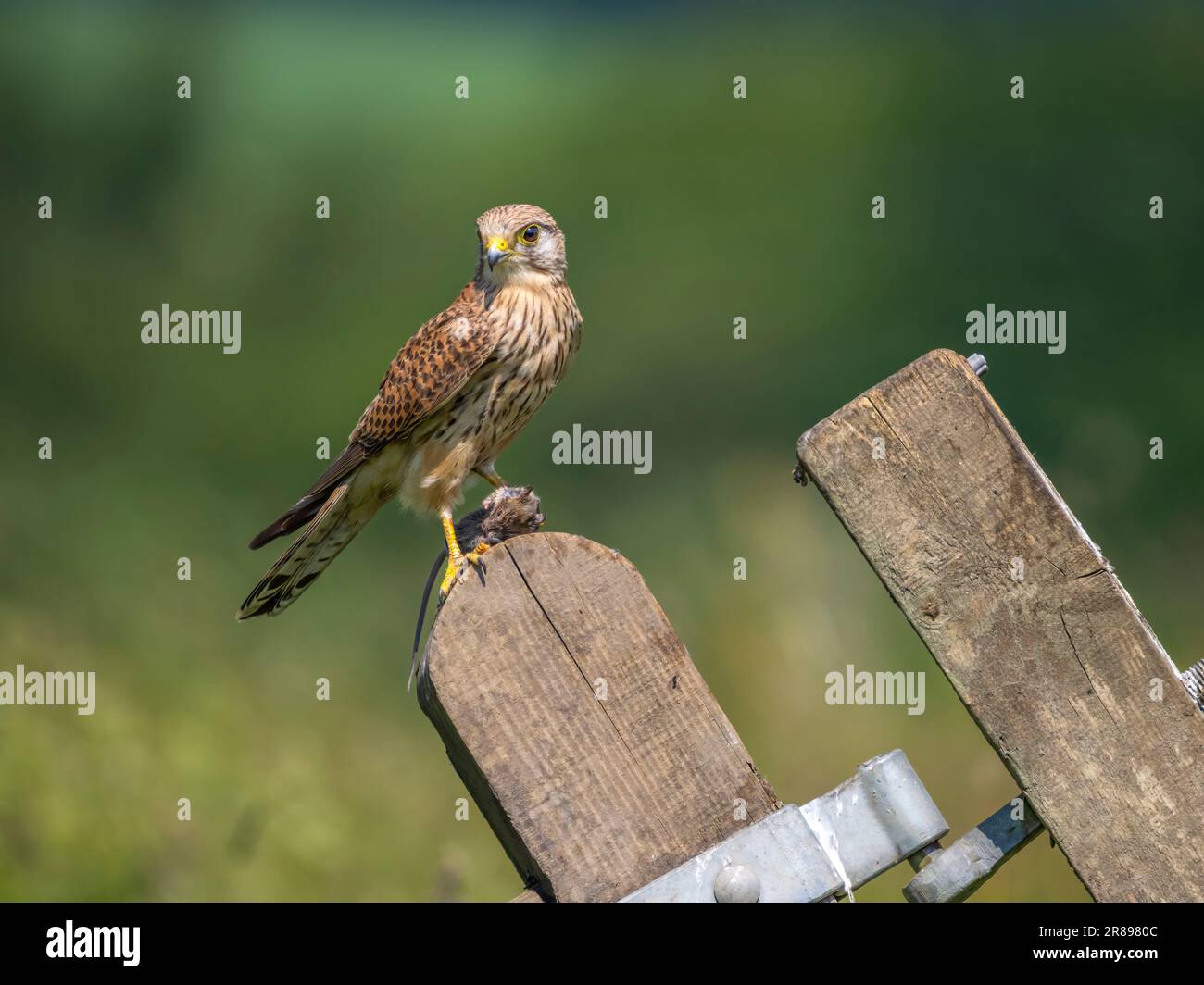 Une femelle Kestrel, (Falco tinnunculus), sur une vieille porte en bois, avec une souris de champ, elle vient de prendre Banque D'Images