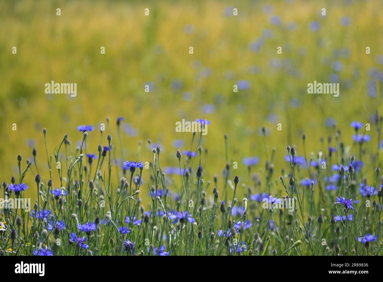 Bleuets (Centaurea cyanus) à côté d'un champ doré, la fleur est populaire pour de nombreux insectes, concept de biodiversité en agriculture, espace copie Banque D'Images