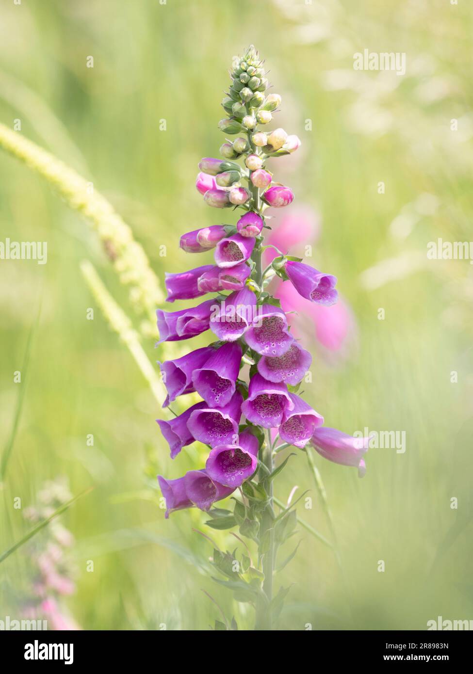 Un Foxglove rose, (Digitalis purpurea), fleurit au bord d'un pré Banque D'Images