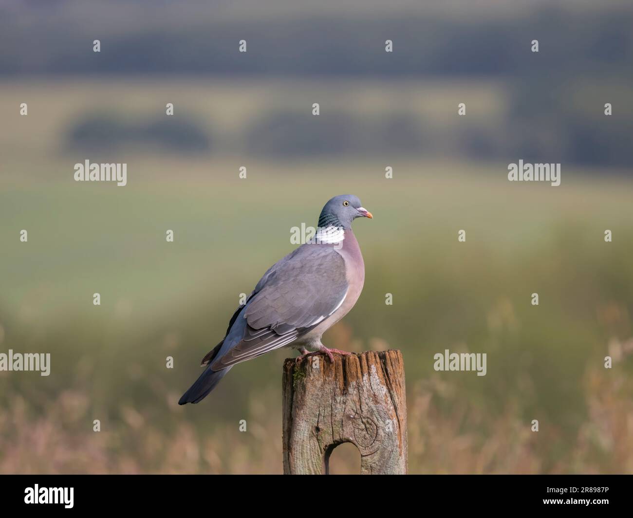 A Common Wood Pigeon, (Columba Palumbus), perchée sur un ancien poste d'entrée en bois au bord d'un champ à Bradford, West Yorkshire, Royaume-Uni Banque D'Images