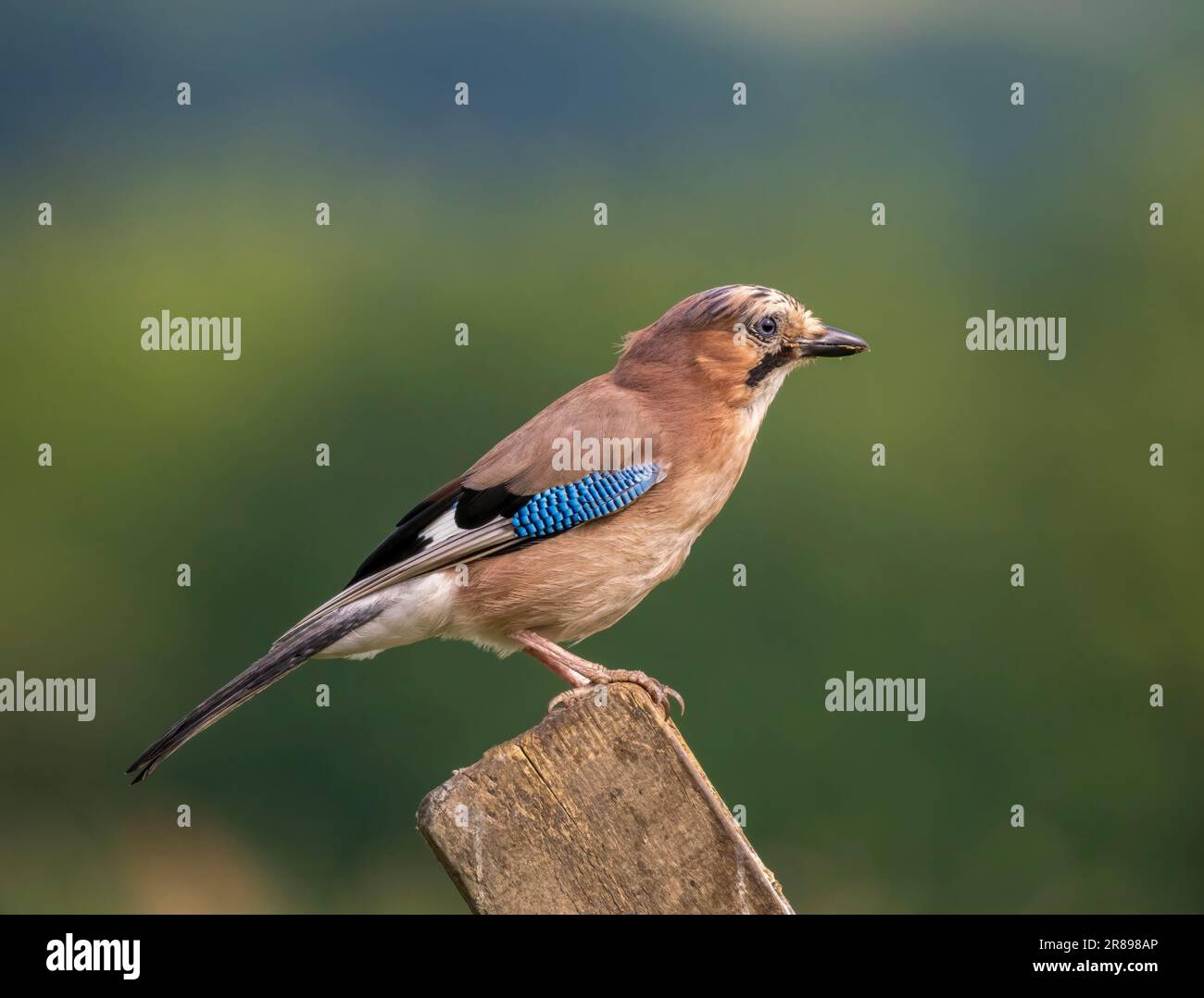 Un geai, (Garrulus glandarius), perché sur un ancien poteau de porte en bois avec un champ hors foyer comme arrière-plan Banque D'Images