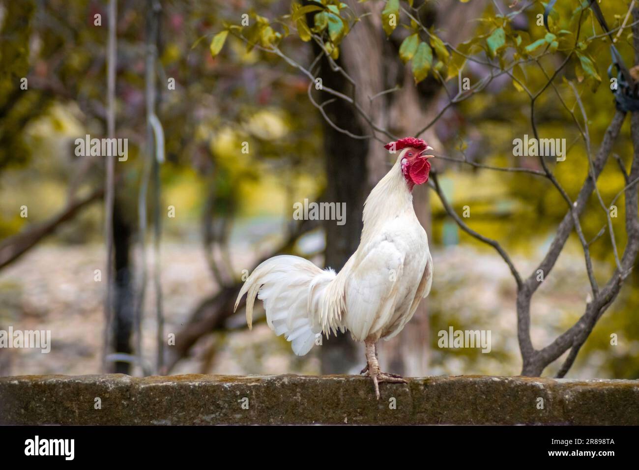 Coq croquant ou appelant dans une ferme. Race de poulet Bantam. Petit coq blanc. Banque D'Images