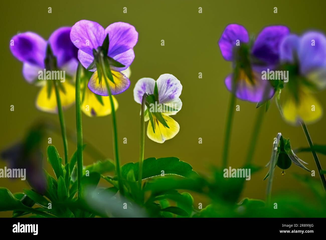 violet et jaune couleur de fond violet et vert belles fleurs naturelles gros plan et macrophotographie Banque D'Images