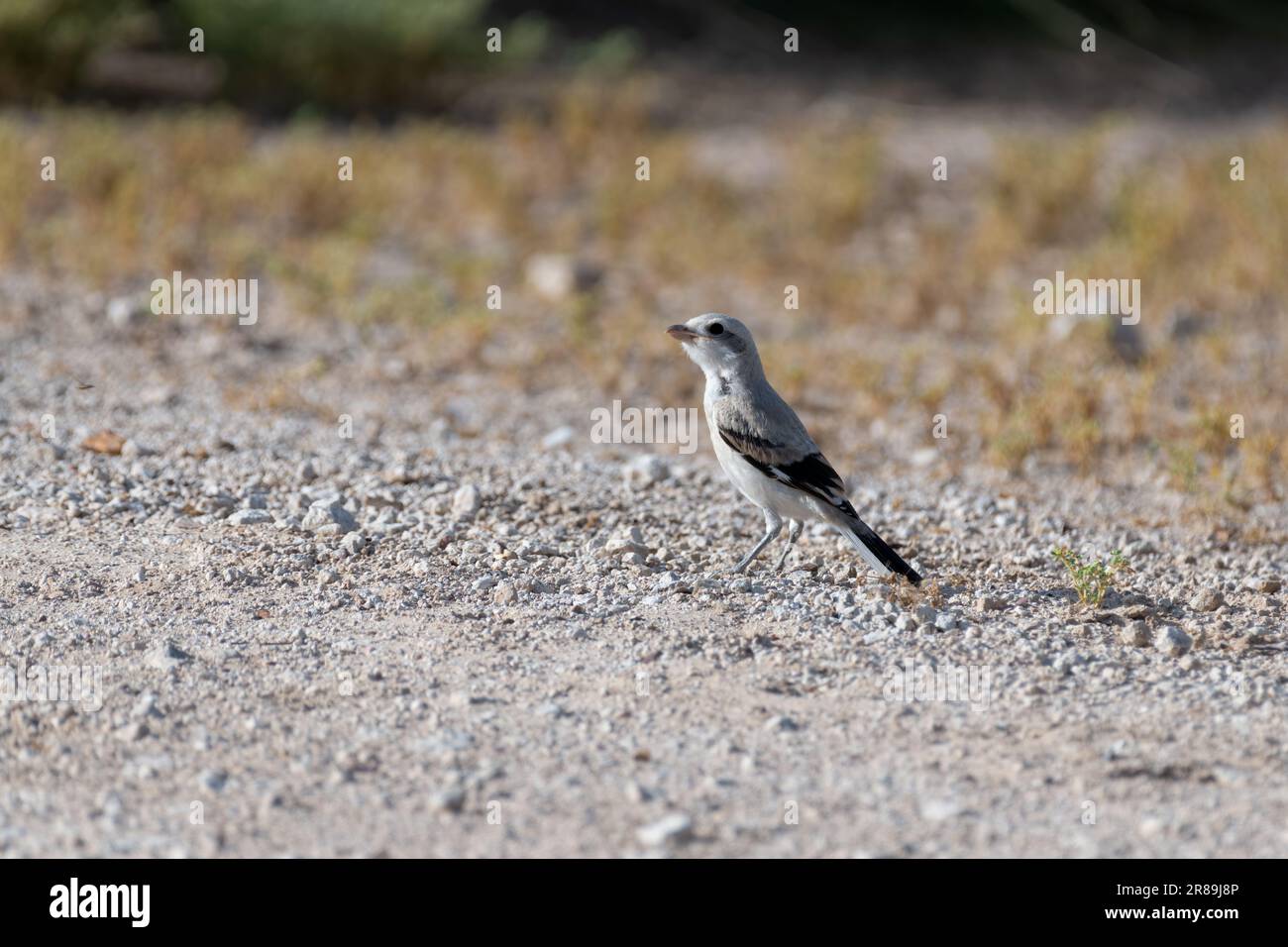 Un petit Shrike gris (Lanius excubitor), un prédateur carnivore qui se nourrit au sol. Banque D'Images
