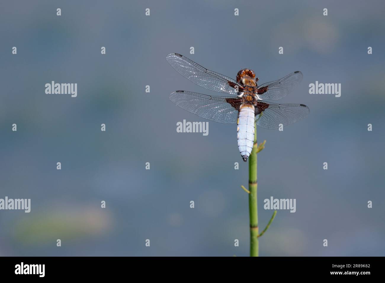 Blanc bleu mâle à corps large Libellula depressa, large ventre bleu ciel aplati avec petits points jaunes sur les côtés base de l'aile marron tiret foncé sur les ailes Banque D'Images