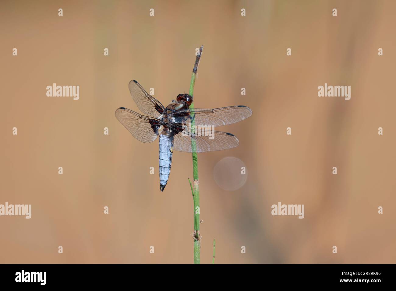 Blanc bleu mâle à corps large Libellula depressa, large ventre bleu ciel aplati avec petits points jaunes sur les côtés base de l'aile marron tiret foncé sur les ailes Banque D'Images