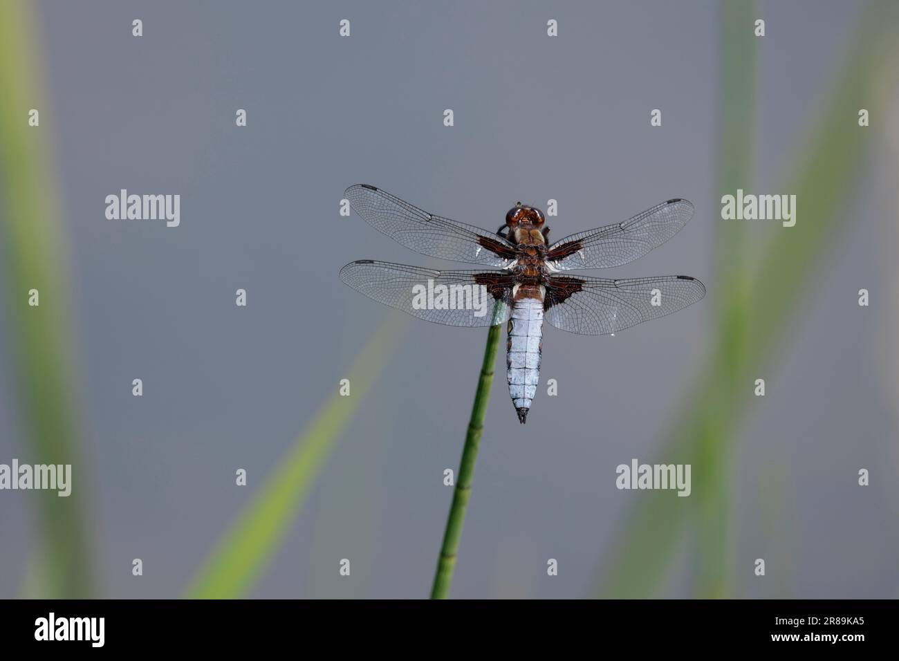 Blanc bleu mâle à corps large Libellula depressa, large ventre bleu ciel aplati avec petits points jaunes sur les côtés base de l'aile marron tiret foncé sur les ailes Banque D'Images