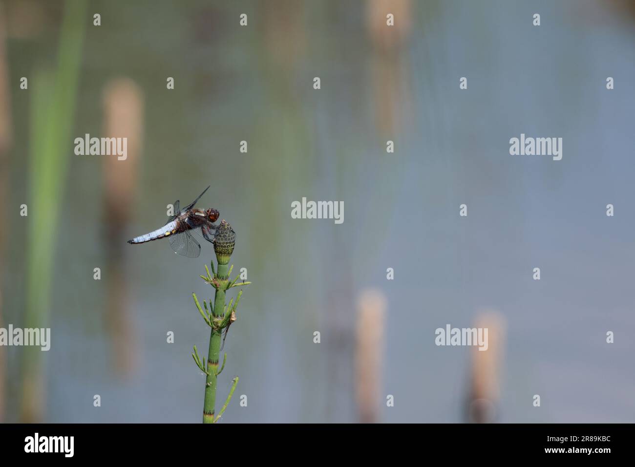 Blanc bleu mâle à corps large Libellula depressa, large ventre bleu ciel aplati avec petits points jaunes sur les côtés base de l'aile marron tiret foncé sur les ailes Banque D'Images