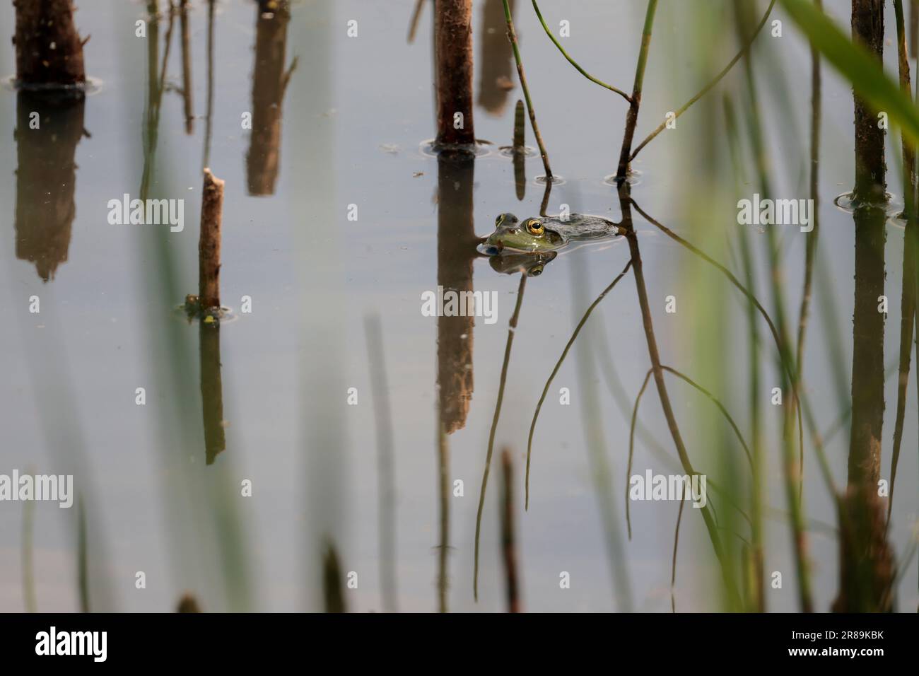 La grenouille de marais Rana ridibunda, dans le lac flottant parmi les roseaux et les yeux de végétation se ferment ensemble le corps verdâtre de museau pointu avec la réflexion de blotches sombres Banque D'Images