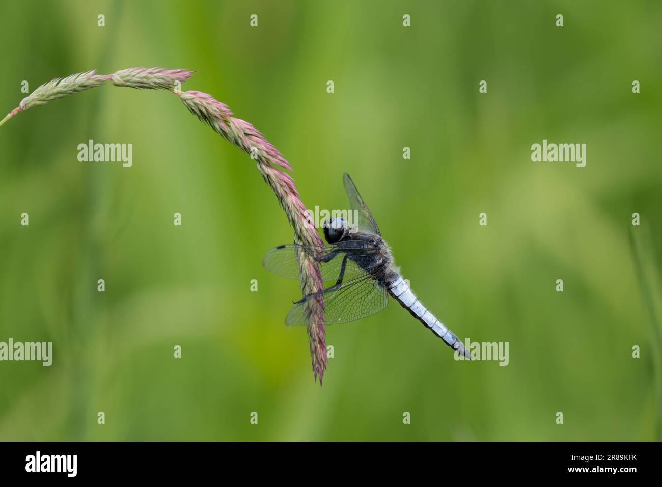 Blanc bleu mâle à corps large Libellula depressa, large ventre bleu ciel aplati avec petits points jaunes sur les côtés base de l'aile marron tiret foncé sur les ailes Banque D'Images