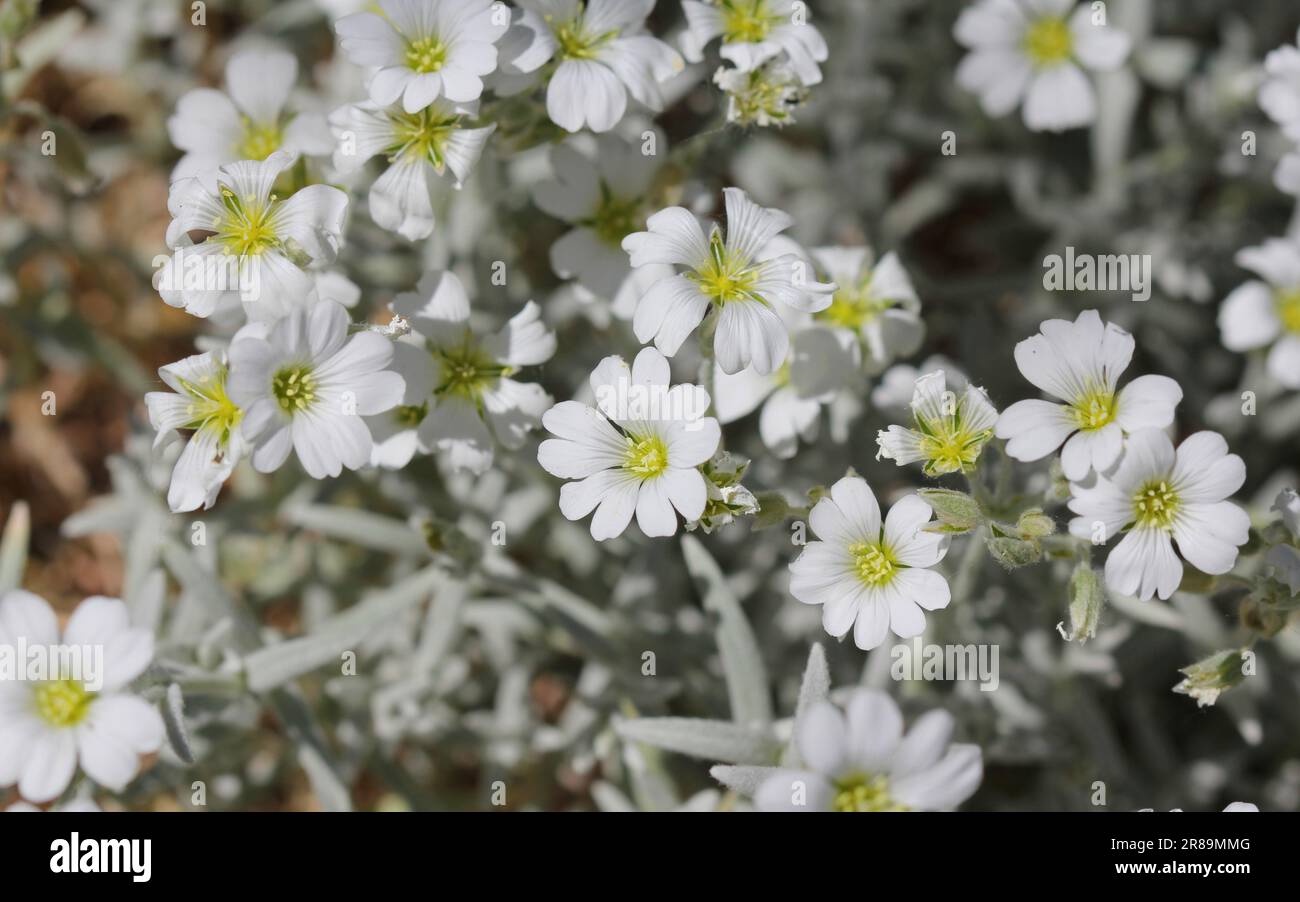 Neige en été, Cerastium tomentosum, en fleur Banque D'Images