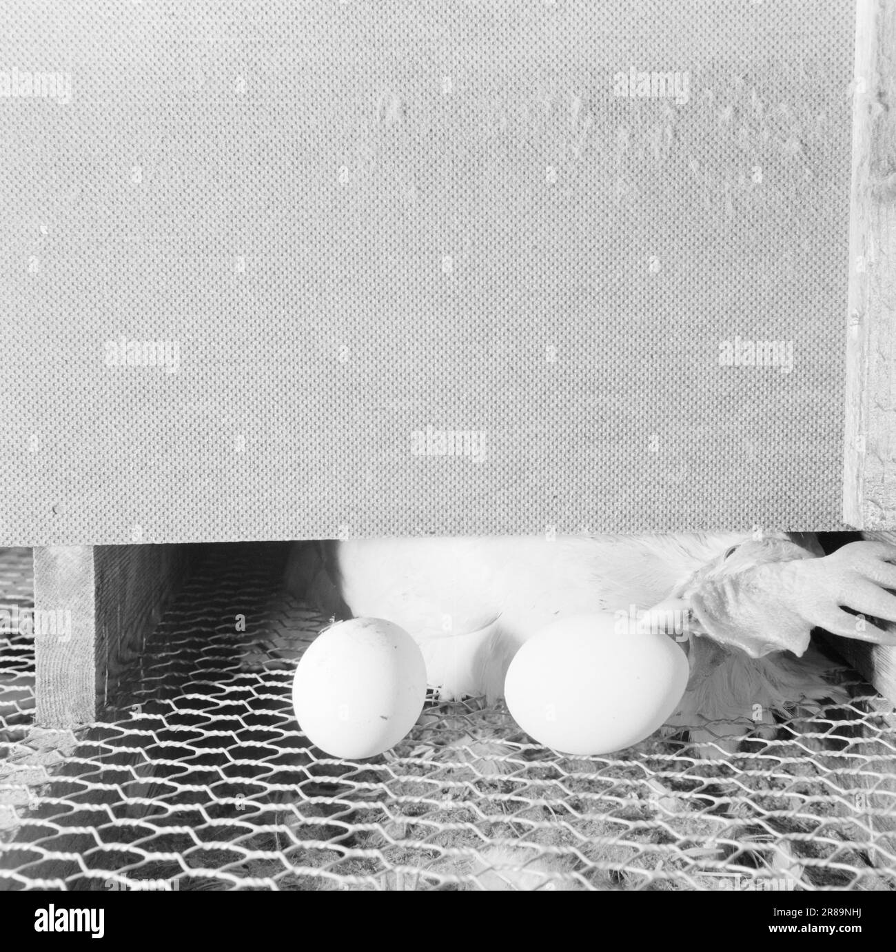 Actuel 18-3-1960: Le poulet de Pâques les oeufs blancs deviennent des peluches dorées. Dans une coopérative de poulet moderne, la vie d'amour, comme tout le reste, est entièrement automatisée. Ici, l'accouplement a lieu selon le calendrier, pour ainsi dire, et les sexes sont distribués sur la base de calculs mathématiques dans le but de la plus grande possible de rendement. Les naissances, l'alimentation, l'arrosage et le nettoyage passent sur un tapis roulant. Mauvaise maman poule! Elle a à peine vu l'œuf avant qu'il n'ait disparu dans la boîte de collecte. Photo: Aage Storløkken / Aktuell / NTB ***PHOTO NON TRAITÉE*** Banque D'Images