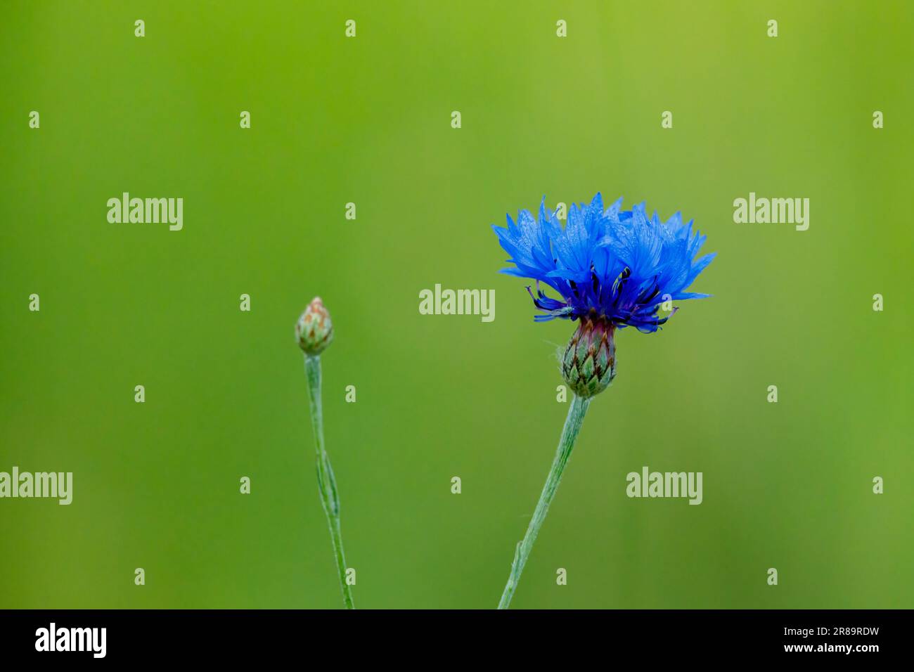 Une fleur de maïs bleue dans la nature Banque D'Images