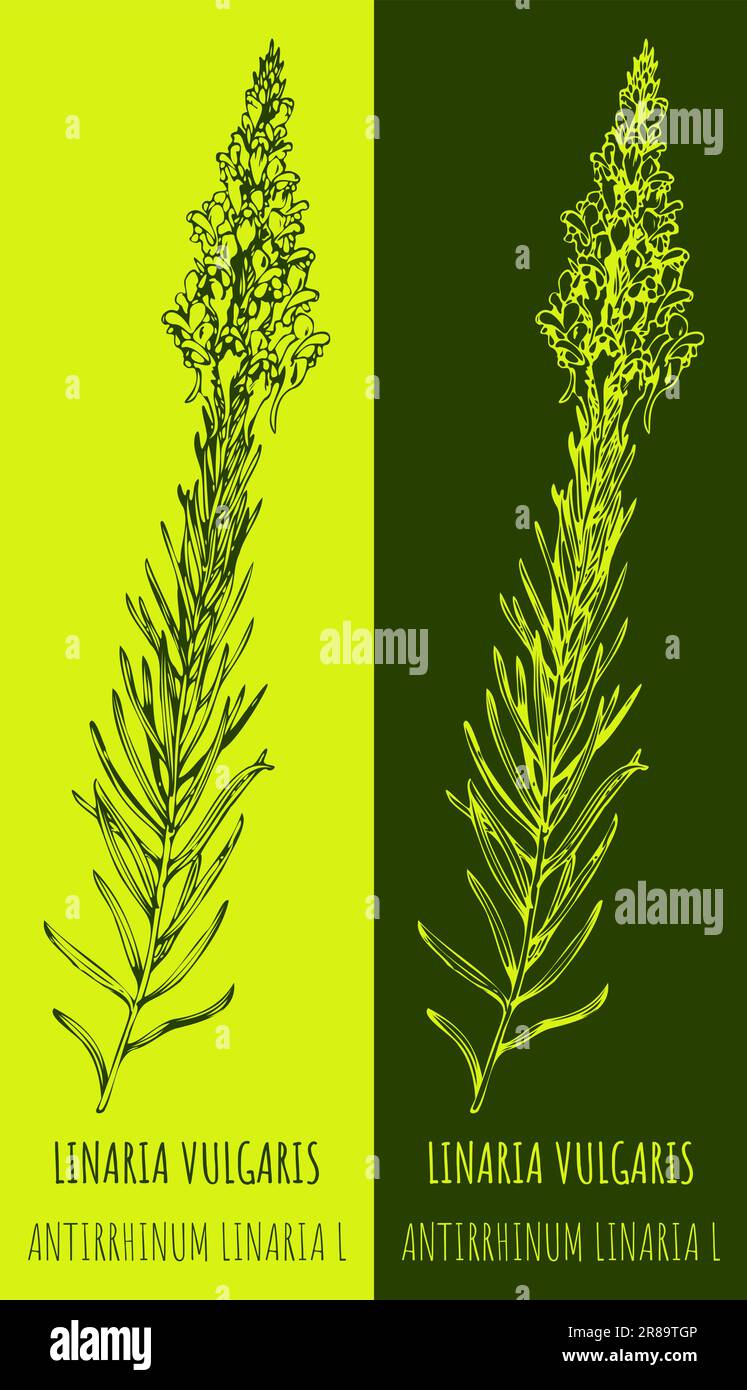 Dessins vectoriels TOADLIN COMMUN. Illustration dessinée à la main. Nom latin LINARIA VULGARIS Illustration de Vecteur
