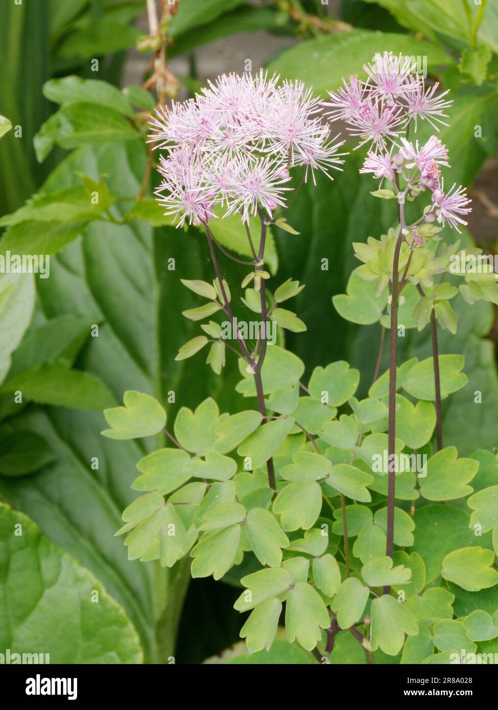 Thalictrum dans un cadre mixte Banque D'Images