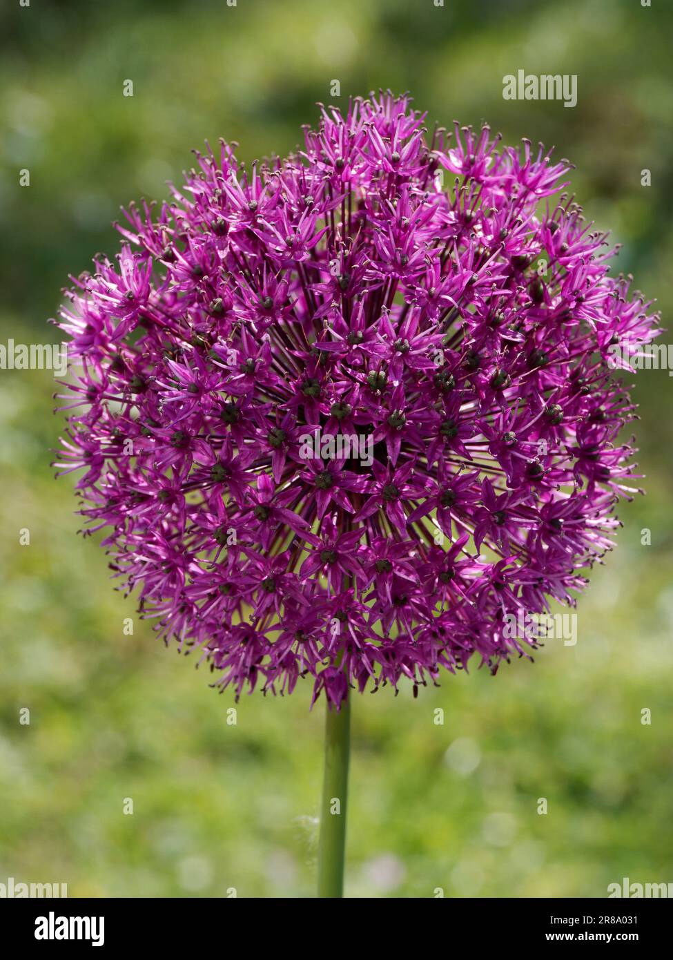 Allium Flower Heads dans une bordure mixte Banque D'Images