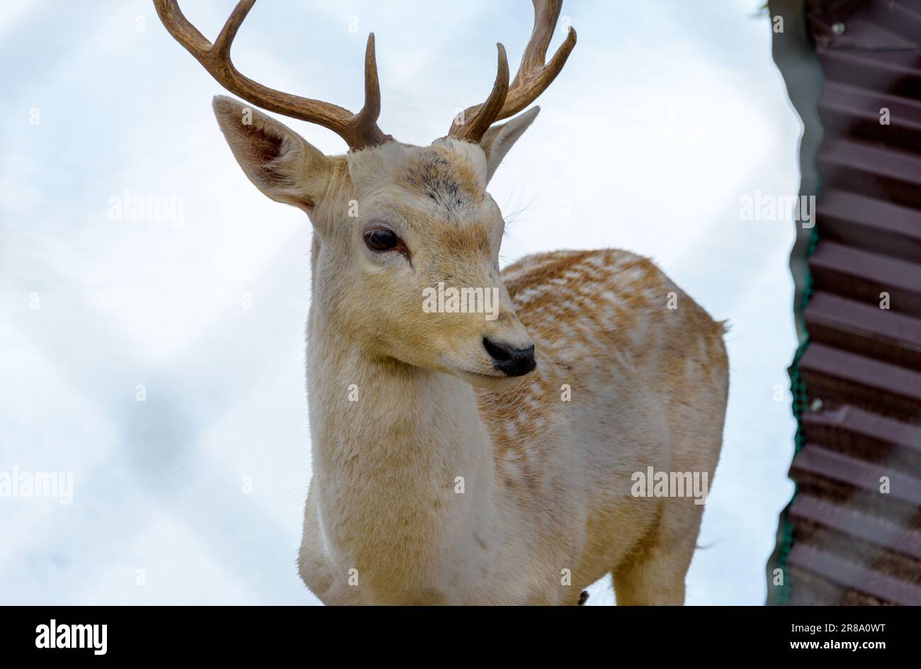 Près d'un cerf au-dessus du lac Parea dans la montagne Voras, Grèce du Nord Banque D'Images