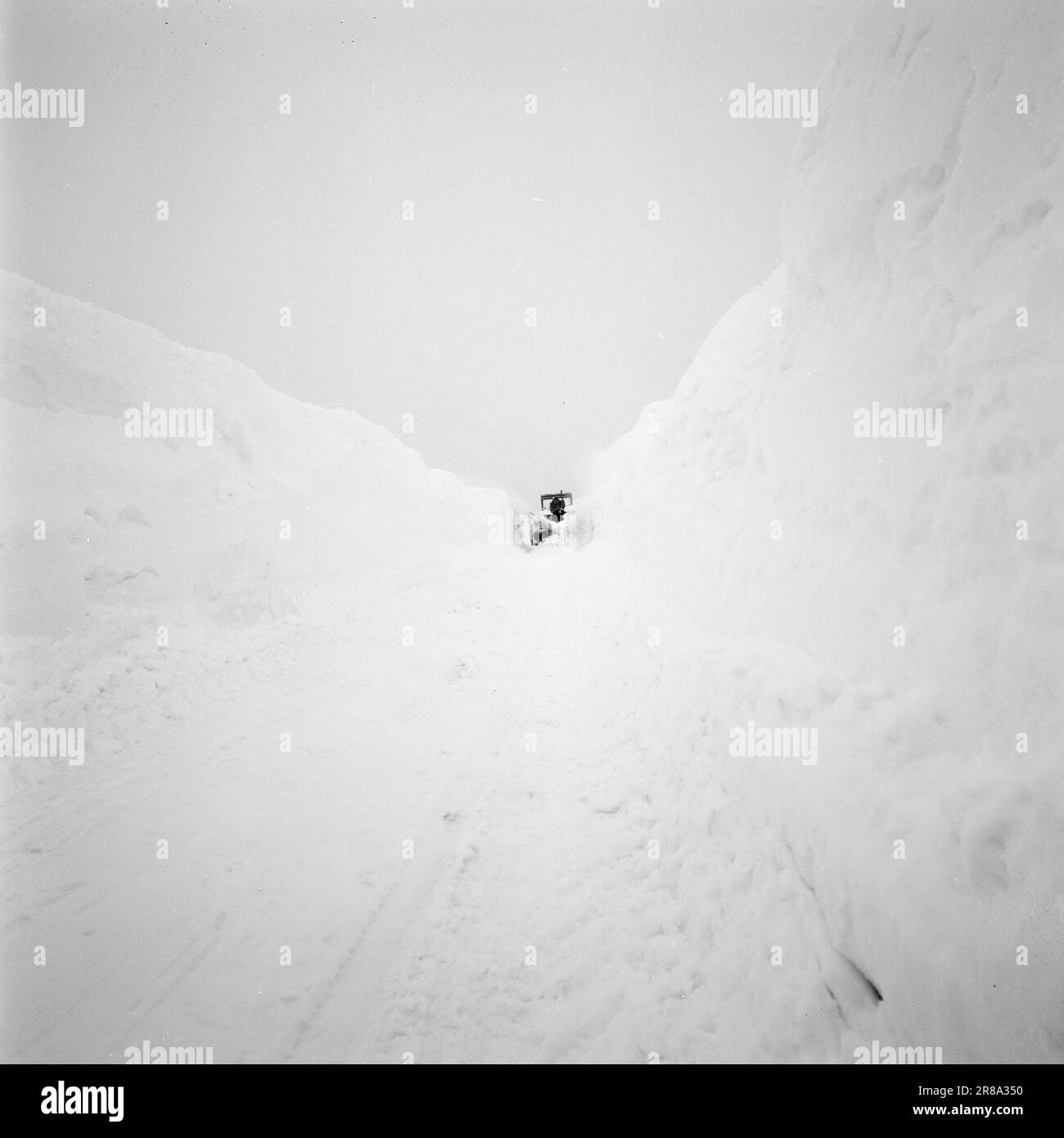 Actuel 15-11-1960: Barricades blanches pendant près de la moitié de l'année, la Norvège est divisée en deux par des barricades blanches, et chaque printemps, la Norvège est unie en un royaume de nouveau. La couverture de neige entre l'est et l'ouest de la Norvège sépare les parties du pays pendant près de la moitié de l'année avec son caractère sauvage doux et impénétrable. Haukeliveien sera le premier trou de cette barricade ininterrompue, en 3–4 ans. Photo: Ivar Aaserud / Aktuell / NTB ***PHOTO NON TRAITÉE*** Banque D'Images