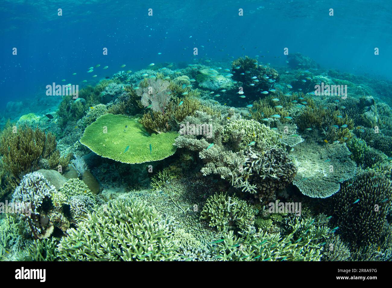 Les coraux et les poissons s'épanouissent sur un récif de corail peu profond près de Komodo, en Indonésie. Cette région tropicale chaude abrite une extraordinaire biodiversité marine. Banque D'Images