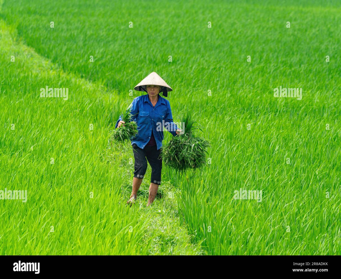 Une agricultrice vietnamienne marchant sur un chemin dans un champ de riz dans la province de Thanh Hoa, au Vietnam. Banque D'Images