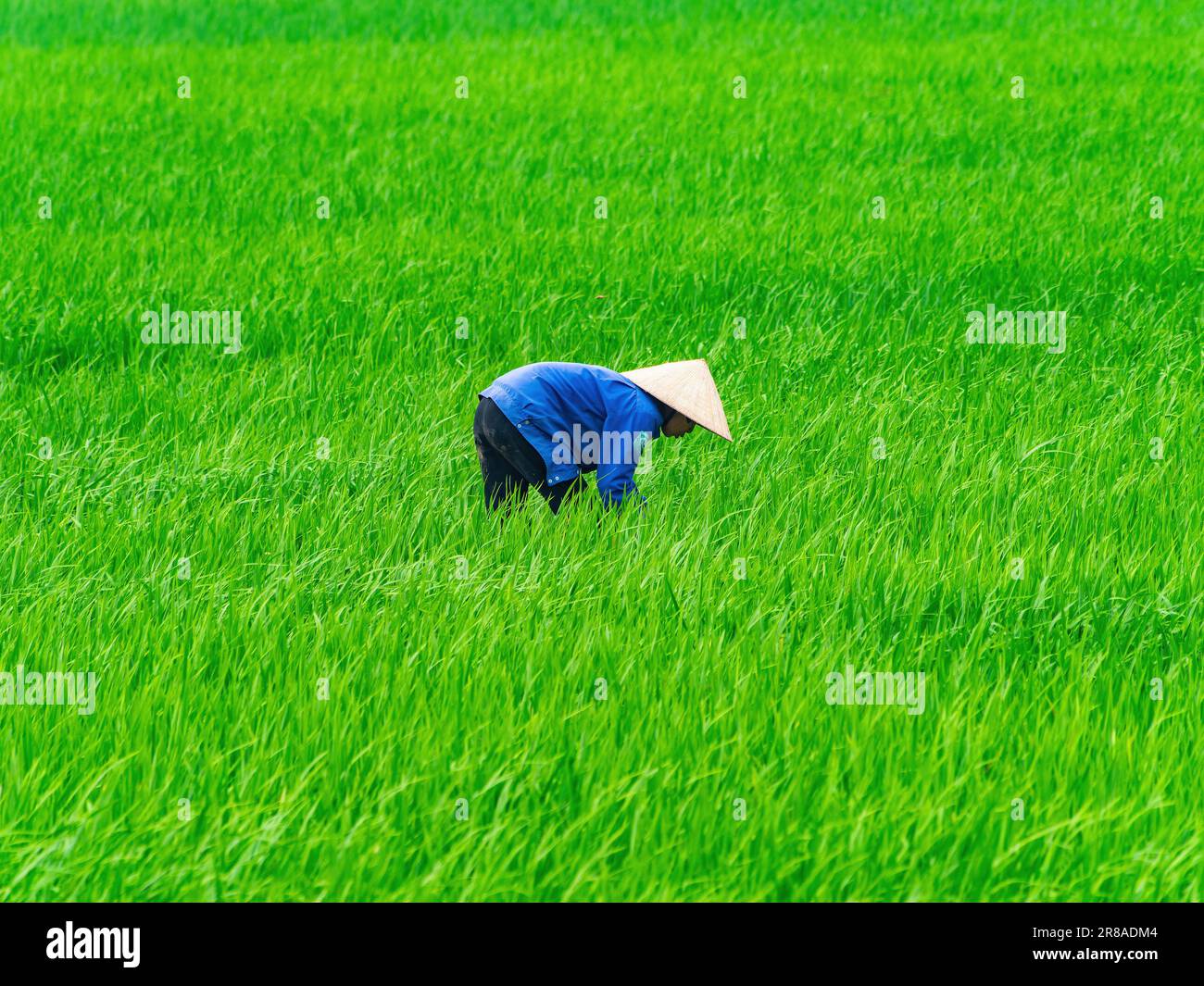 Une agricultrice vietnamienne marchant dans un champ de riz dans la province de Thanh Hoa, au Vietnam. Banque D'Images