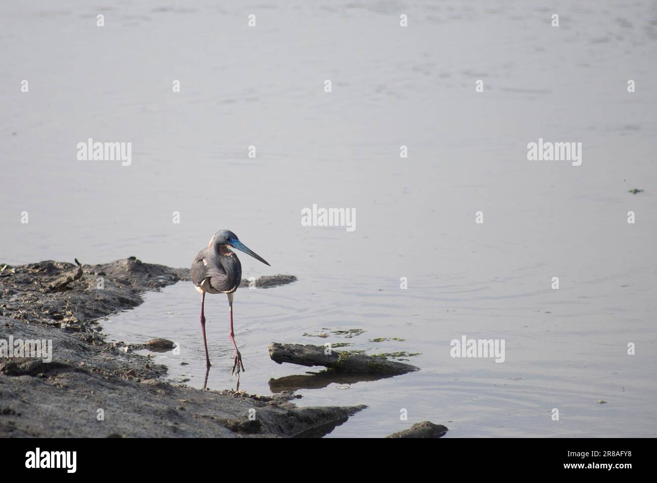 petit aigrette gris brun ou héron debout dans une zone semblable à un marécage Banque D'Images