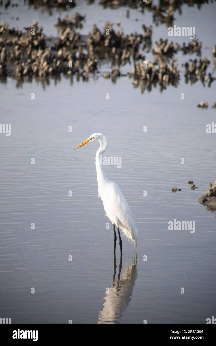 grande aigrette blanche ou héron debout dans un endroit semblable à un marais Banque D'Images