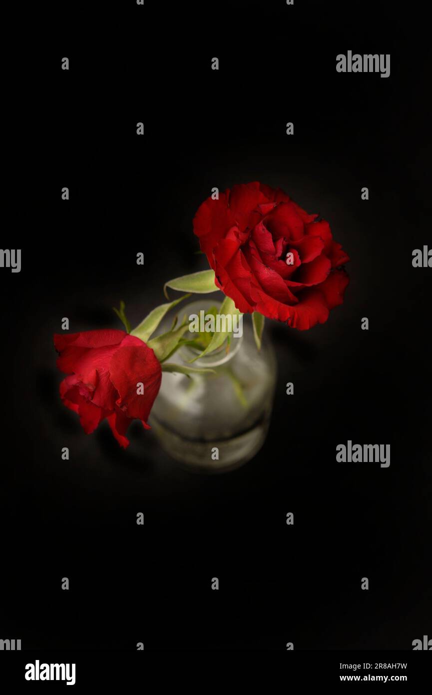 deux roses rouges dans un vase, vue de dessus en bas Banque D'Images
