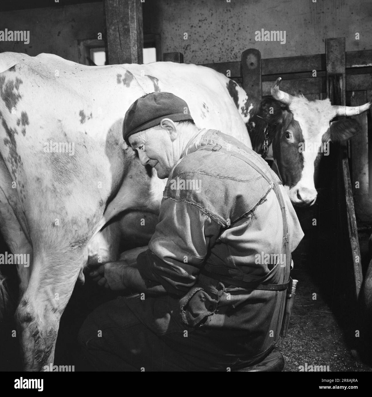 Courant 18-7-1960: Strømbu-Kara six anciens bacheliers ont une pension à Sollia et le rendent si confortable pour les invités qu'ils reviennent vingt ans de suite. Otto est soudeur et s'occupe de la grange avec son frère Ole. Søndre Strømbu possède 12 vaches laitières, 30 moutons et 2 chevaux. En été, Otto est directeur de Breisjø-setra. Martinus est le patron dans le pli de feuille. Les frères chacun possèdent leur propre ministère à la ferme. Bien qu'ils soient frères, ils sont aussi différents que le harnais hautement individuel qu'ils portent. Photo: Aage Storløkken / Aktuell / NTB ***PHOTO NON TRAITÉE*** Banque D'Images