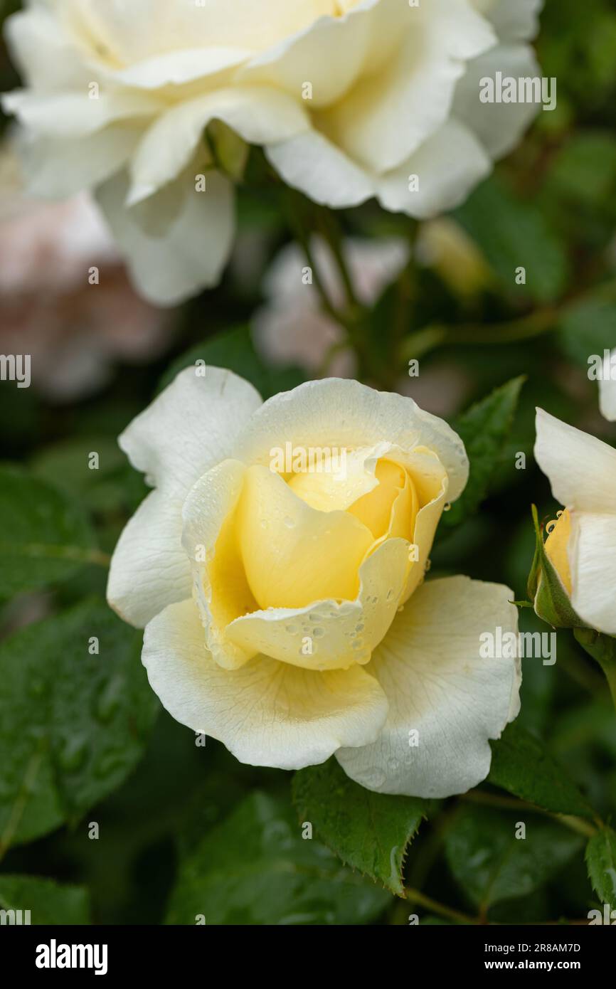 Gros plan d'un beau bourgeon rose jaune pâle appelé Rosa Vanessa Bell Floraison au Royaume-Uni. Une fleur de rose de David Austin. Banque D'Images