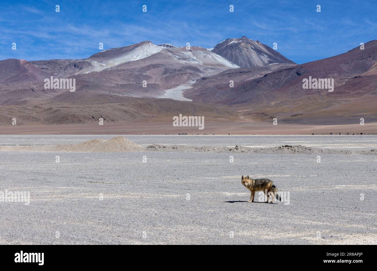 Rencontre avec un renard andin tout en conduisant la route pittoresque de la lagune à travers la réserve nationale isolée de faune Andina Eduardo Avaroa dans l'Altiplano bolivien Banque D'Images