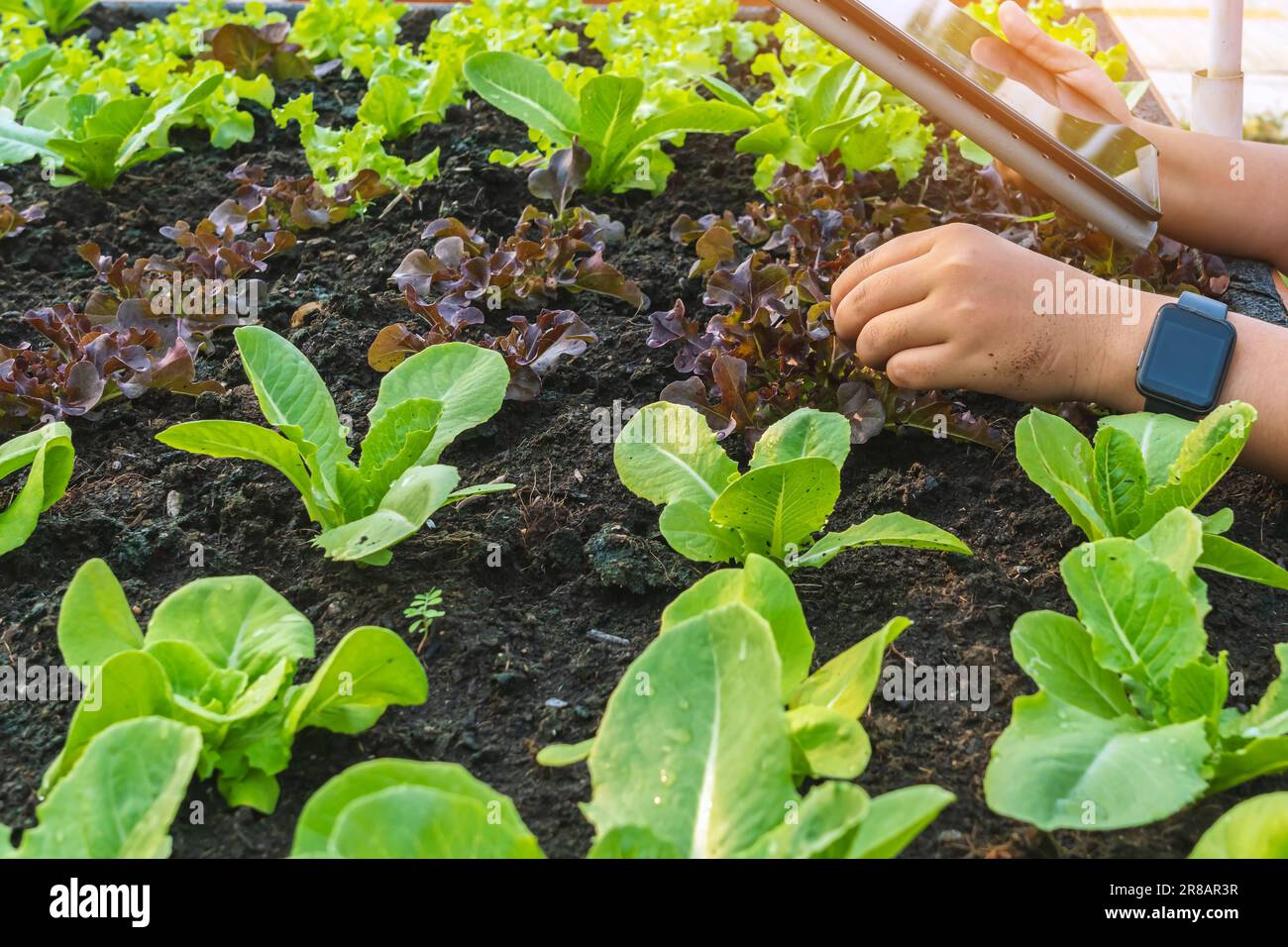 Main de la femme de soin d'agriculteur et de vérifier la qualité de croissance salade légumes avec comprimé numérique dans le jardin de légumes à la serre. Une agriculture intelligente avec technolog Banque D'Images