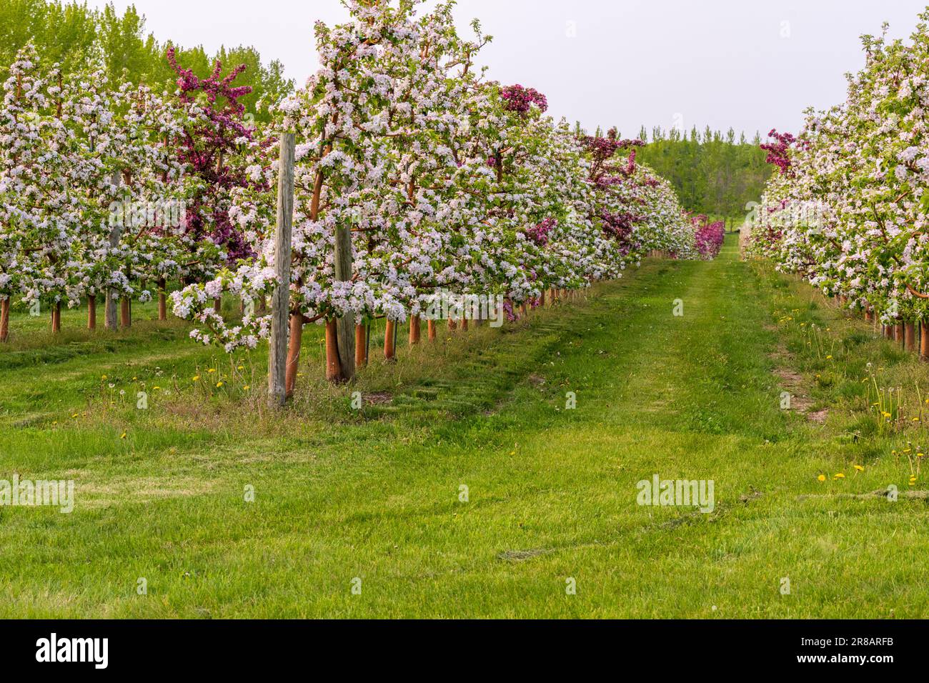 Un verger de pommes dans le comté de Door, Wisconsin. Bien que le plus connu pour ses vergers de cerisiers, il y a aussi un nombre abondant de vergers de pommiers ici. Banque D'Images