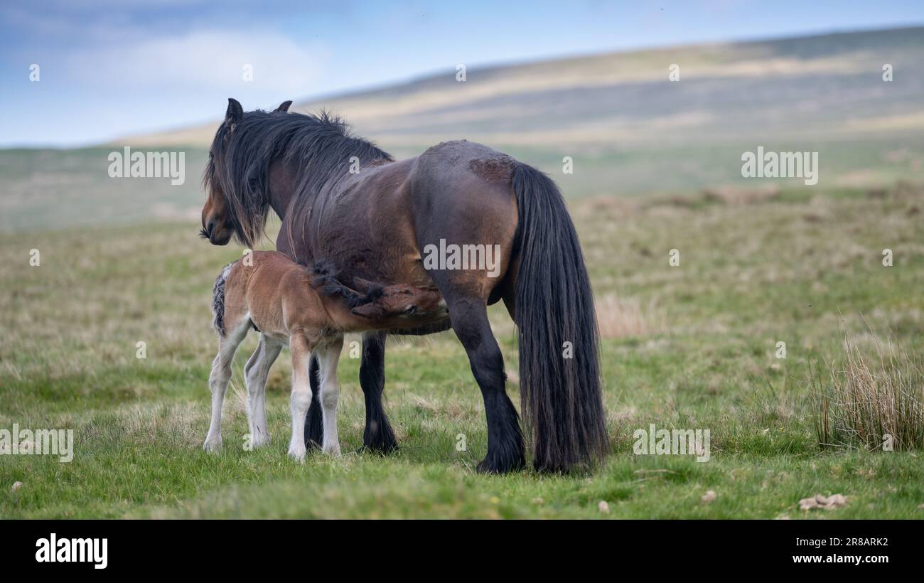 Fell Pony sur les landes ouvertes de Wild Boar est tombé dans les Yorkshire Dales, avec un nouveau-né. Le Fell Pony est originaire du Royaume-Uni avec seulement environ 650 Banque D'Images