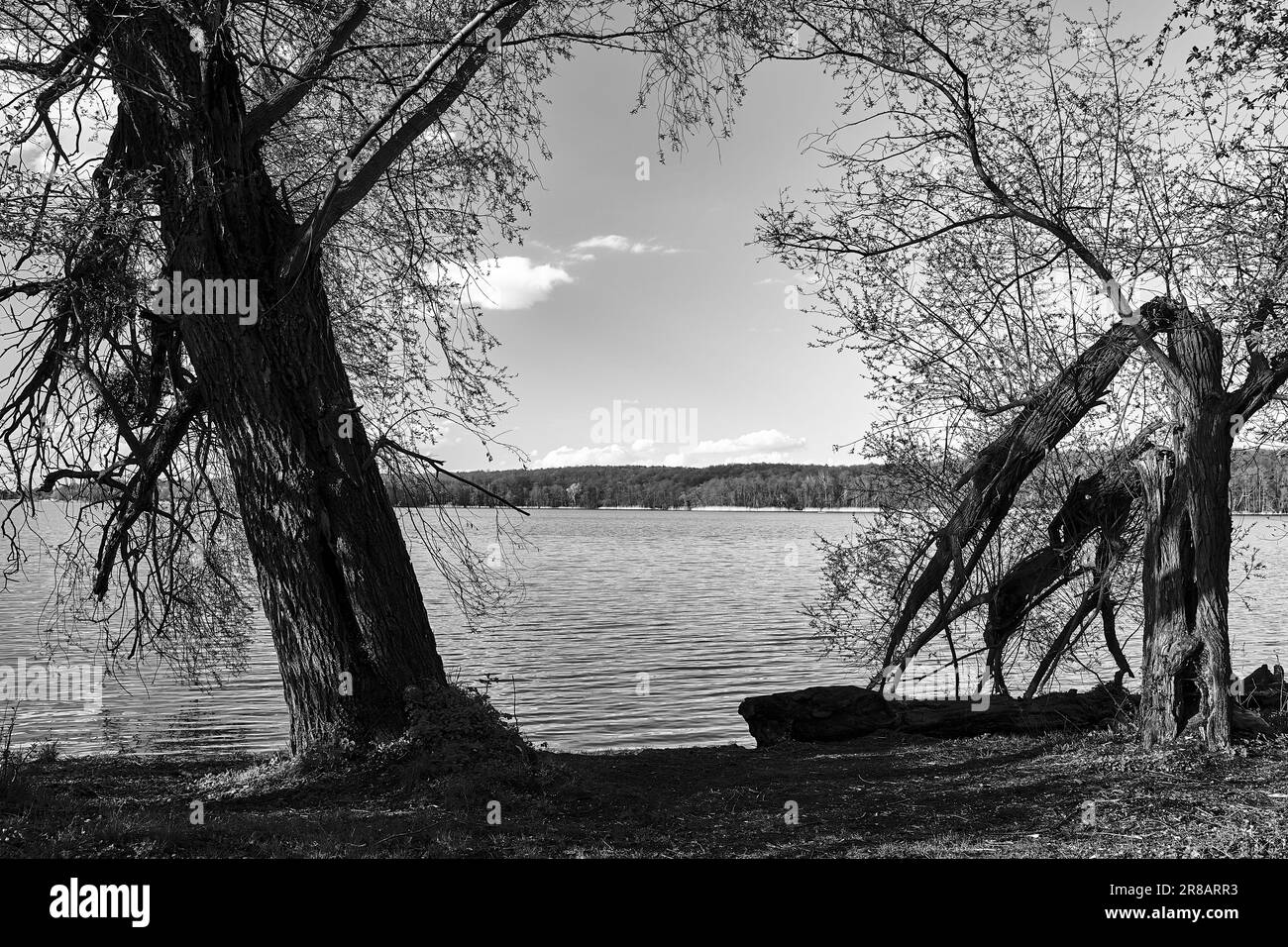 Vieux arbre cassé sur un lac lors d'une journée ensoleillée de printemps en Pologne, monochrome Banque D'Images