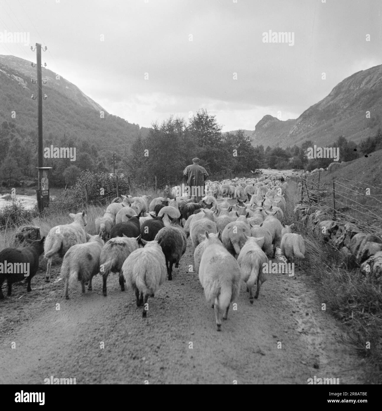 courant-20-2-1950-et-puis-vient-le-mouton-dans-le-chou-fleur-troupeau