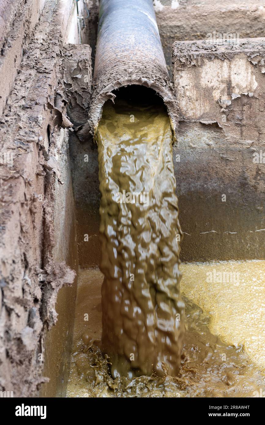 Le lisier provenant d'un hangar à bétail se jette dans une lagune où il sera stocké après avoir été séparé de l'eau, puis répandu sur la terre comme engrais. Du Banque D'Images