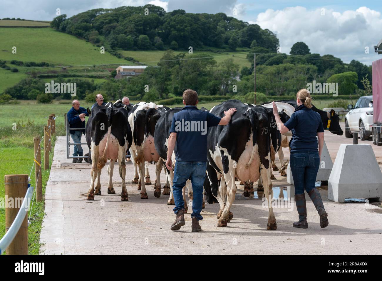 Le fermier apporte le bétail laitier Holstein des champs dans le salon de traite le long d'une voie de béton. Dumfries, Écosse. Banque D'Images