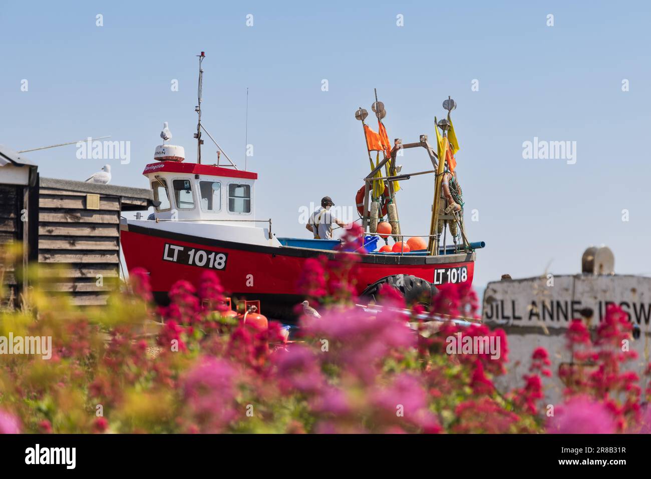 Pêcheur dans son bateau de pêche qui tend à ses filets sur la plage d'Aldeburgh, avec des fleurs hors foyer au premier plan. Banque D'Images