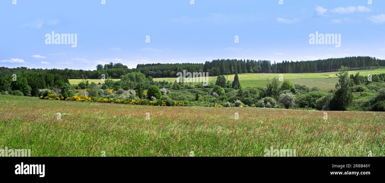 Forêt de feuillus et de conifères avec pins, prairies, pâturages et champs de foin à Vlessart, dans les Ardennes belges, Luxembourg, Wallonie, Belgique Banque D'Images