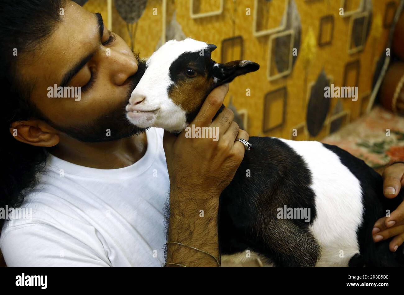 Le Coco Goat, qui était célèbre avec sa taille 16 pouces est un candidat pour briser une femelle de chèvre perdre du Brésil actuellement, Coco est la plus courte chèvre mâle dans le monde, à Karachi le mardi, 20 juin 2023. Banque D'Images