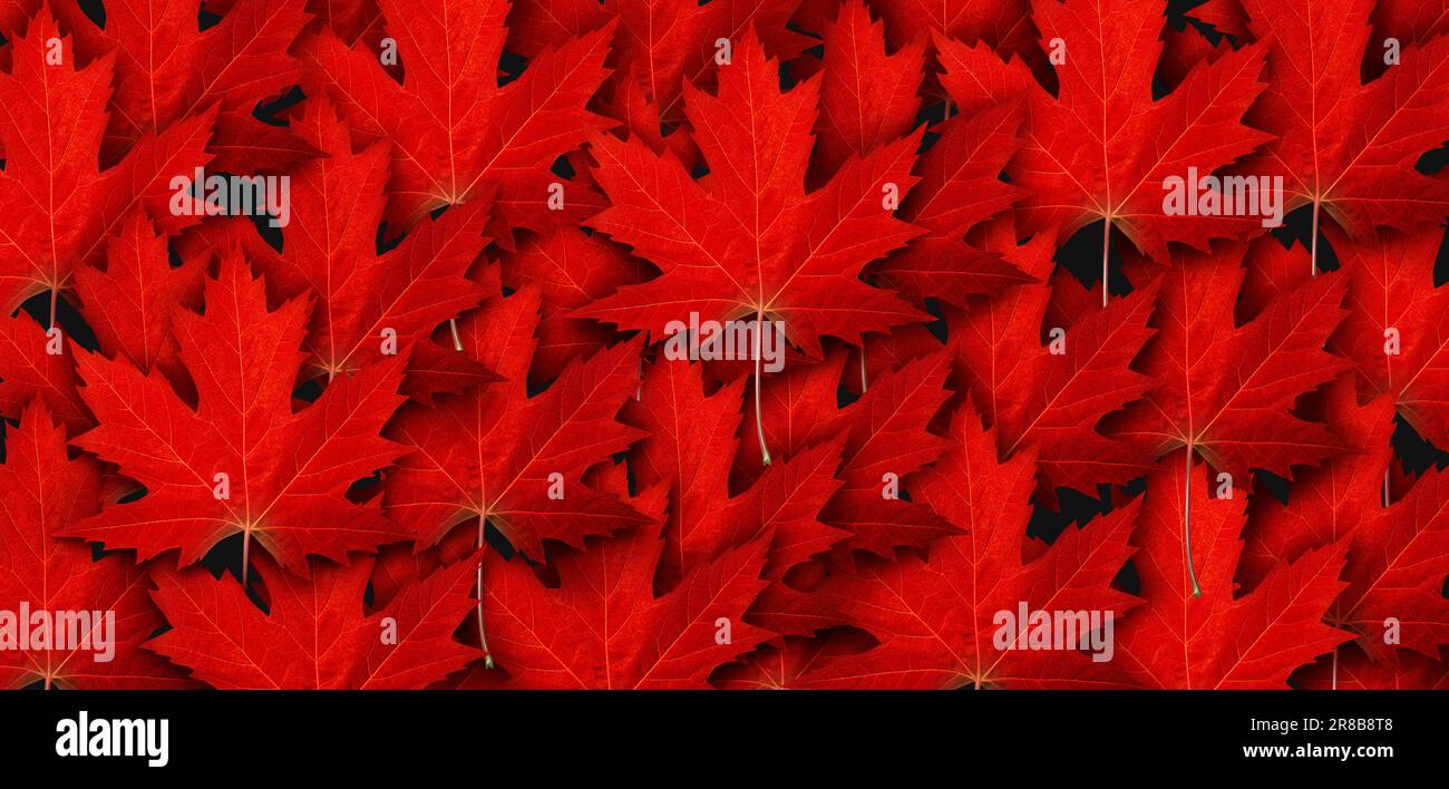 Feuille d'érable rouge symbole de fond et feuilles d'automne comme concept de saison comme icône de la météo d'automne ou symbole pour la fête du Canada et canadien Banque D'Images