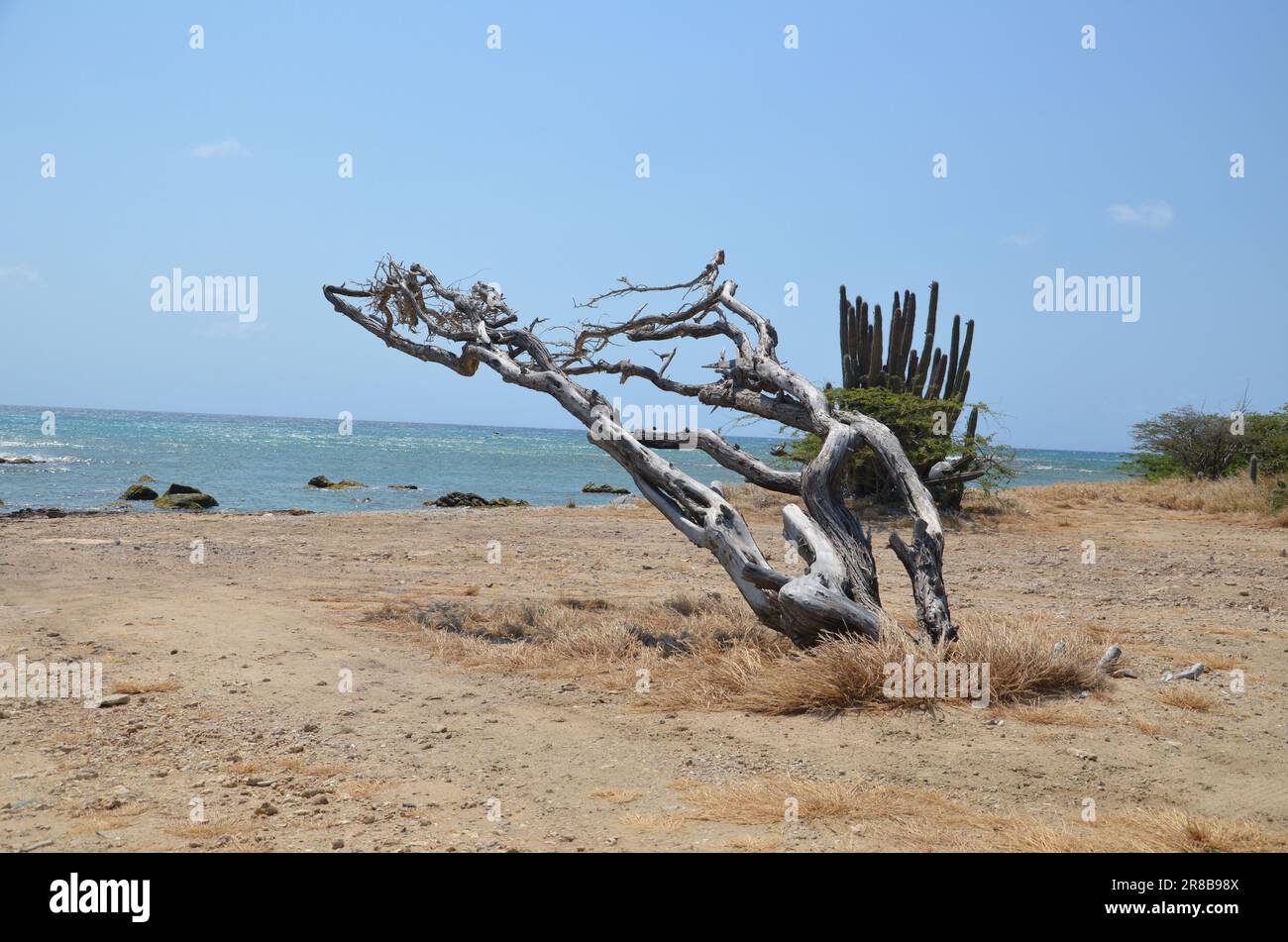 Plage de sable avec arbre sec et plante de cactus à la mer des caraïbes d'Aruba Banque D'Images