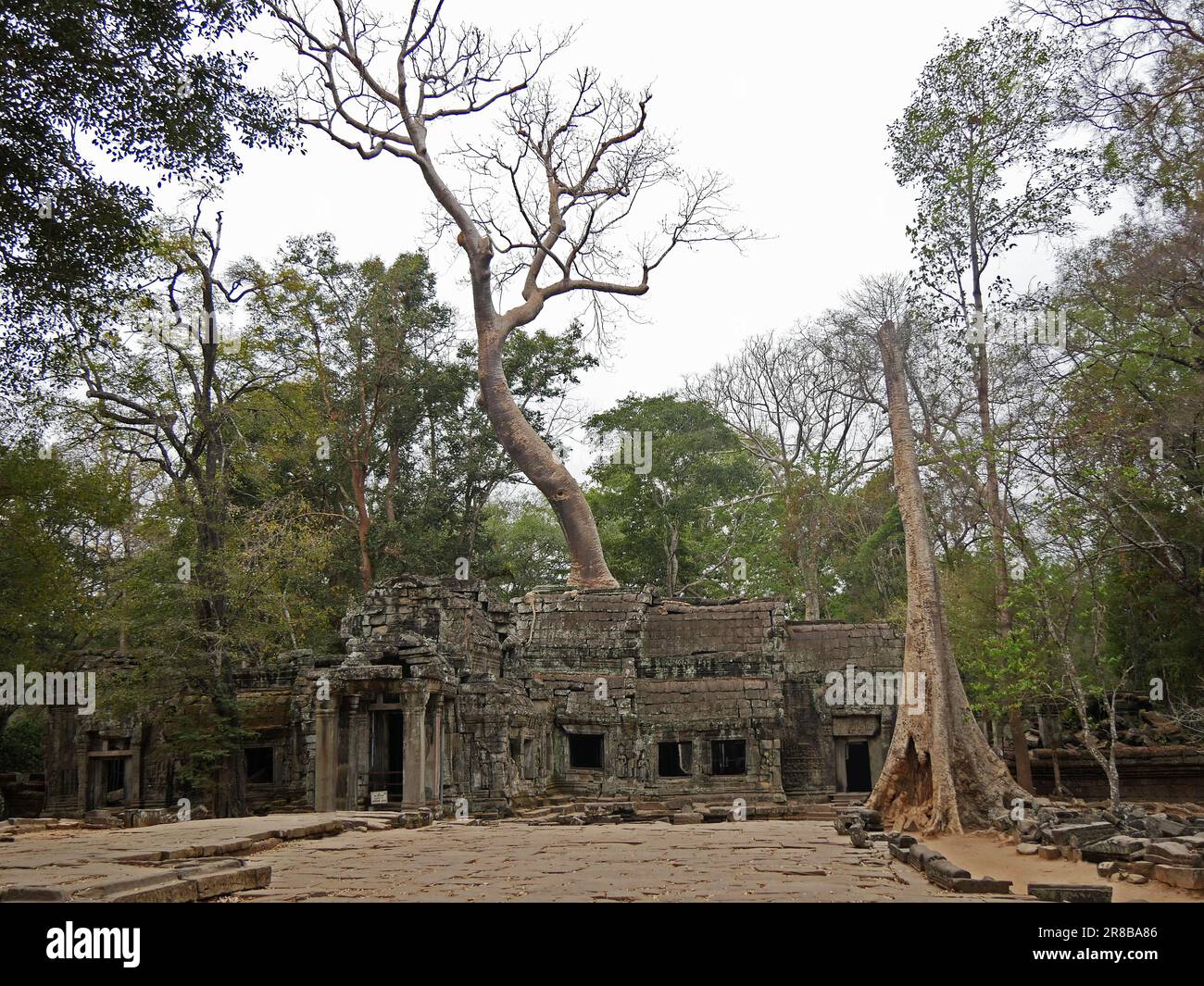 Ruines du temple Ta Prohm, province de Siem Reap, site du complexe du temple d'Angkor classé au patrimoine mondial par l'UNESCO en 1192, construit en 1186 par le roi Jayavarma Banque D'Images